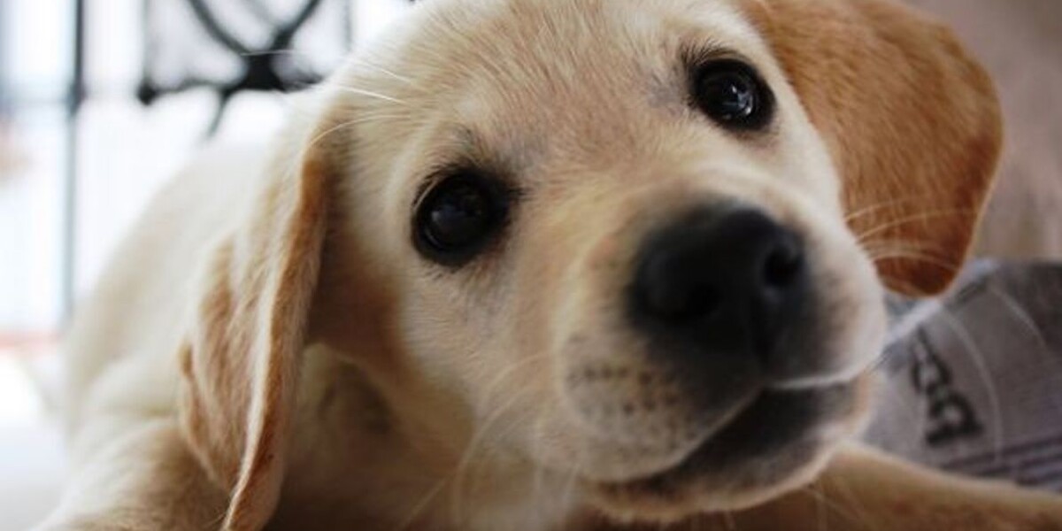 Cuidados de un cachorro de perro