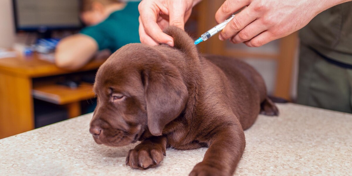 Guía de vacunación para cachorros