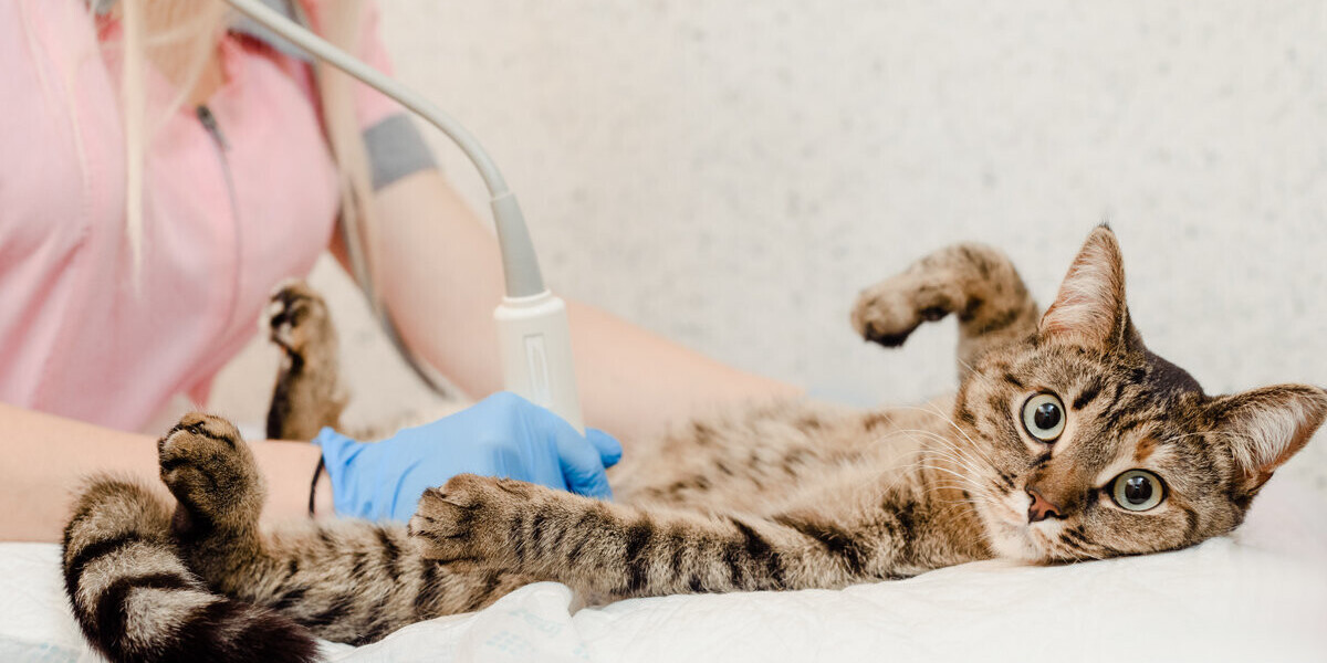 La esterilización y castración en gatos