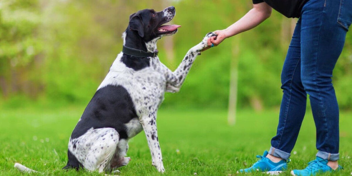 La importancia de educar correctamente a tu perro y fomentar su sociabilidad