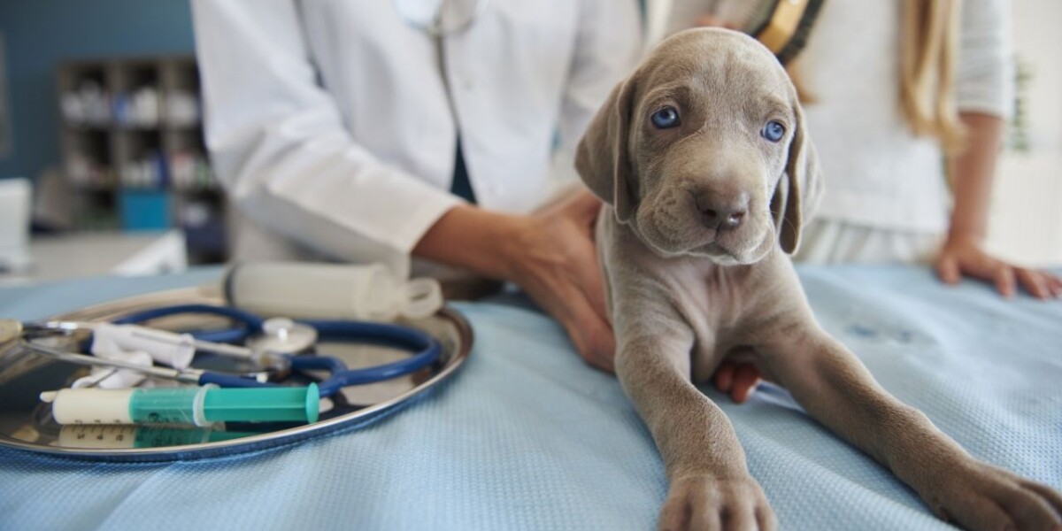 Parvovirus en perros: Diagnóstico y tratamiento