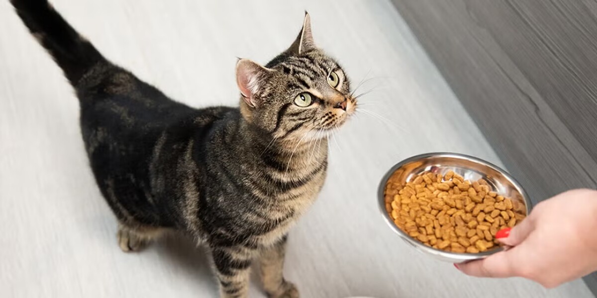 ¿Qué cantidad de comida diaria debo dar a mi gato?