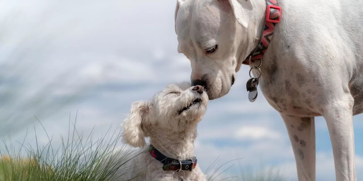 Un recuerdo eterno: opciones para conservar las cenizas de tu mascota
